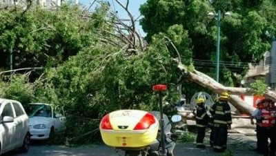 הרשות המקומית תפצה אזרח בשל נזק למכוניתו עקב נפילת ענף עץ / מאת ג'ון גבע