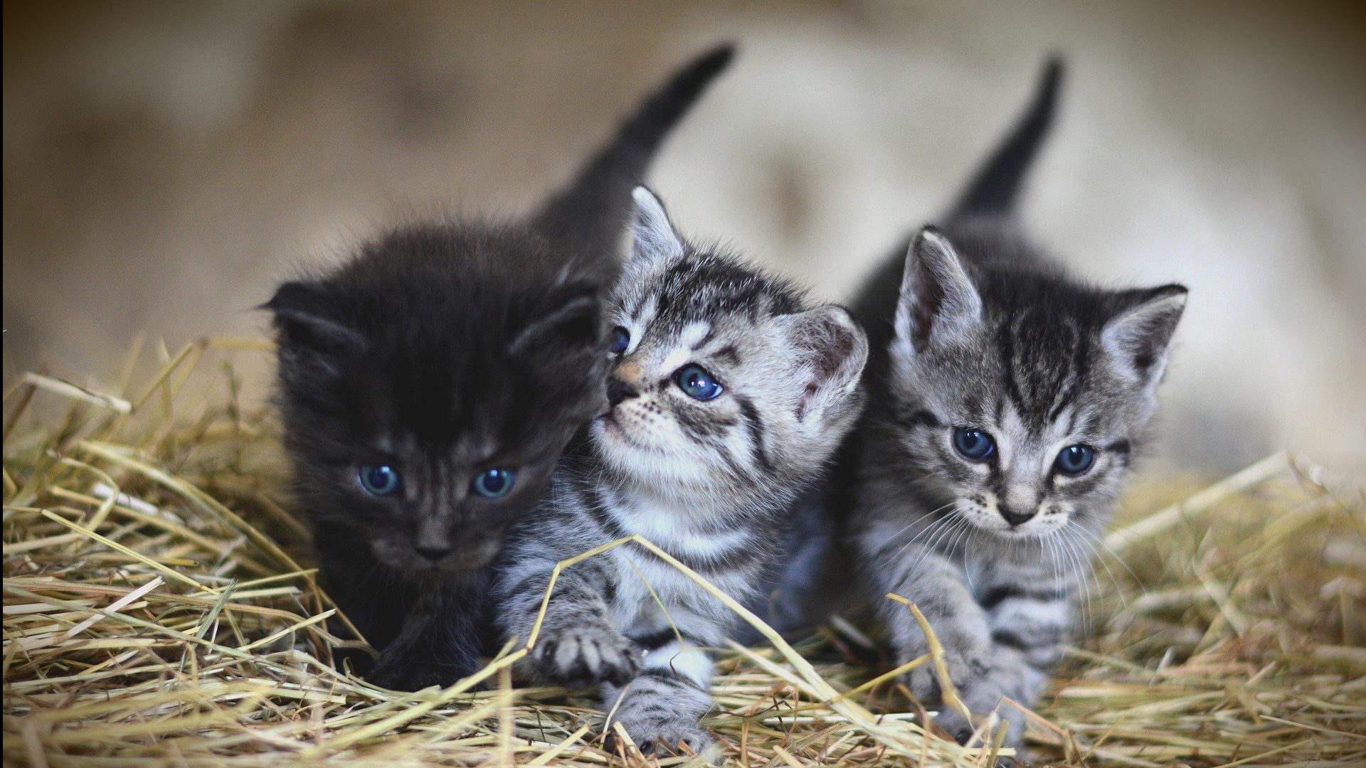 ספק מזון חתולים כשל בניסיון להודיע על מזון רעיל / ישראל גלעד